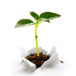 Planta Cartucho