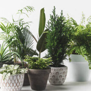 Plantas y Cultivos Naturales